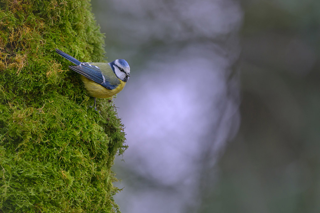 mésange bleue 1 janvier 2025 internet 1.jpg