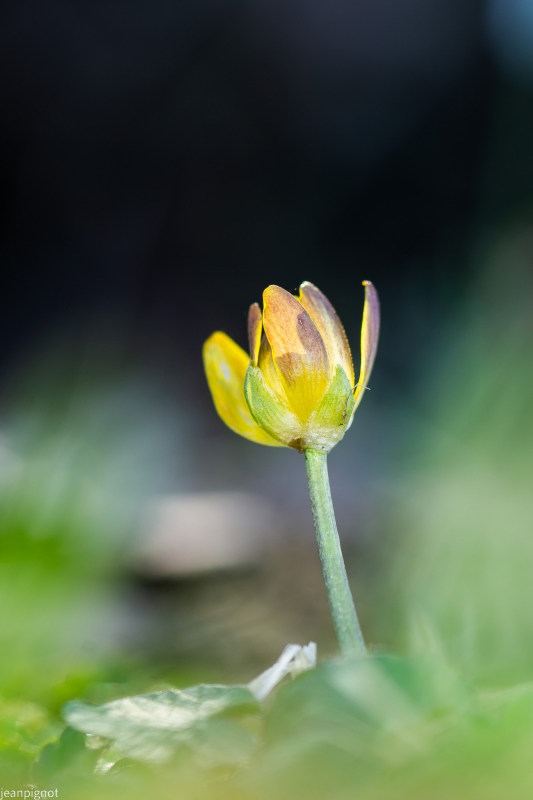 DSC_7327_001DSC_7327.JPG