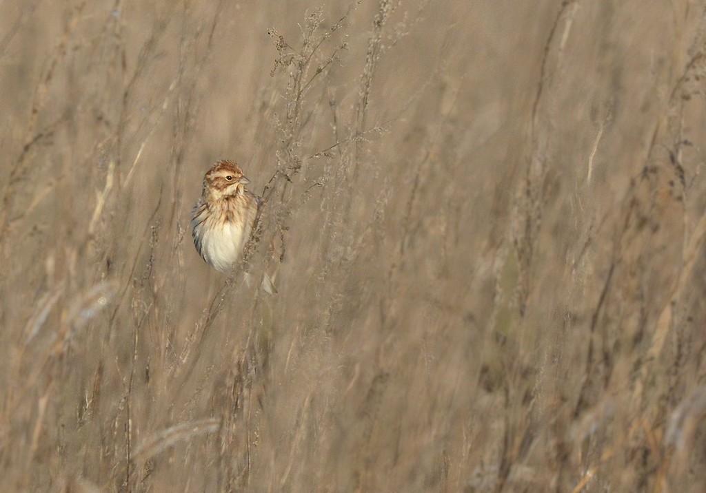 DSC_3755.JPG