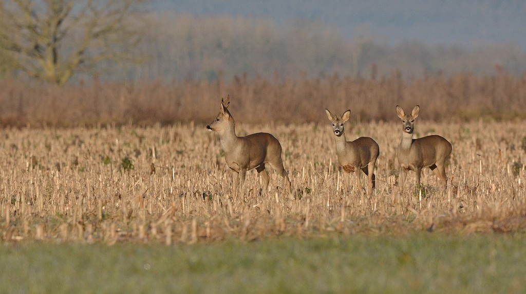DSC_4128.JPG