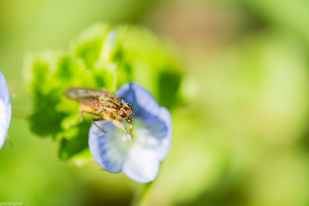 mouche scatophage.JPG