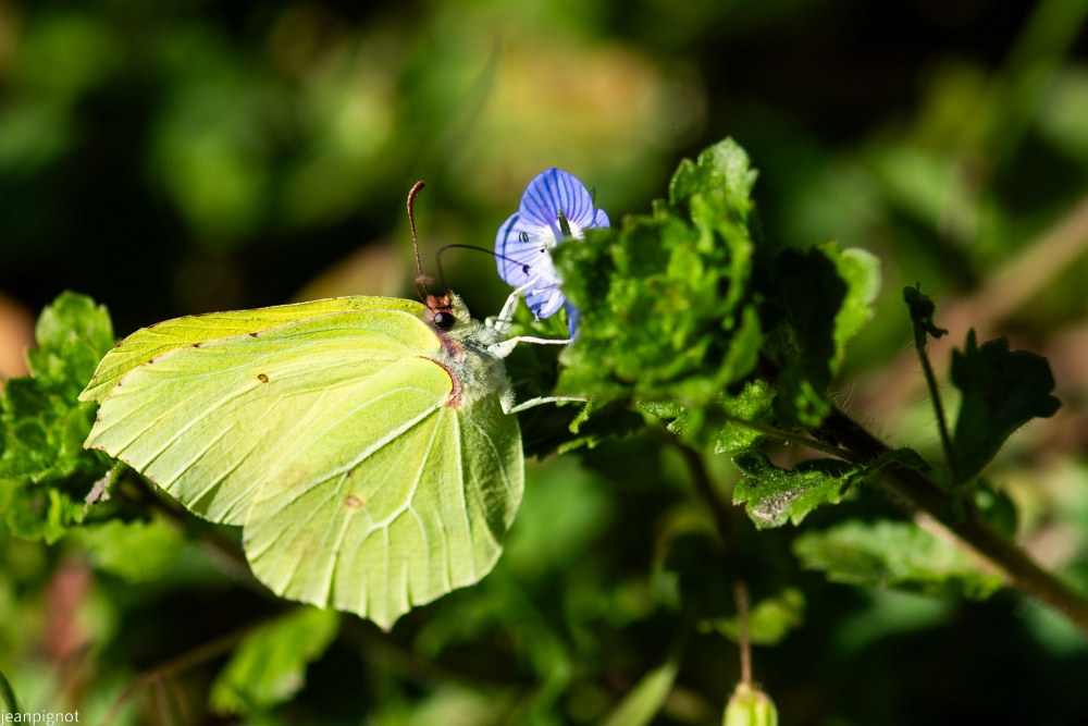 papillon citron.JPG