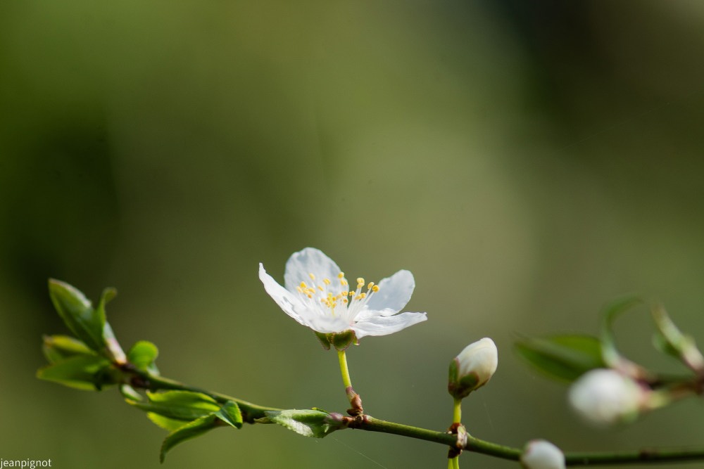 fleur de prunus.JPG