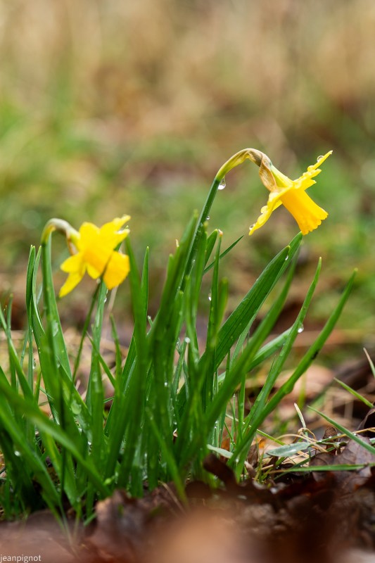 jonquilles.JPG