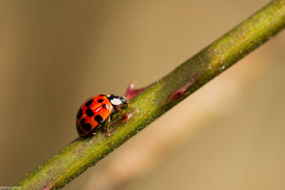 coccinelle.JPG