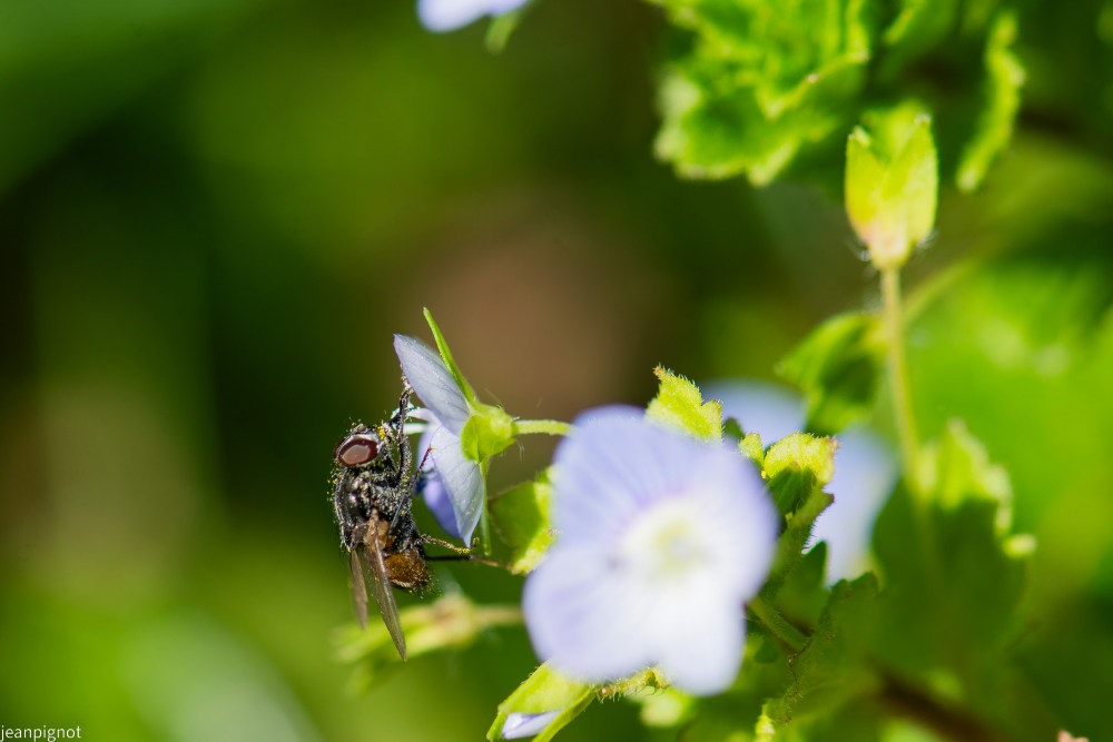 mouche commune (2).JPG