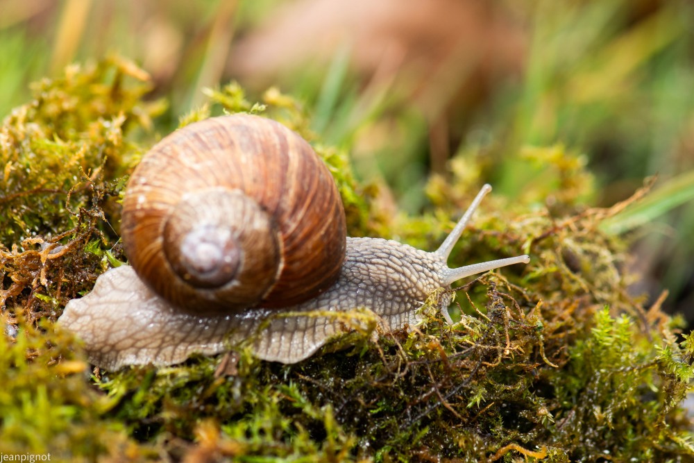 escargot de bourgogne.JPG