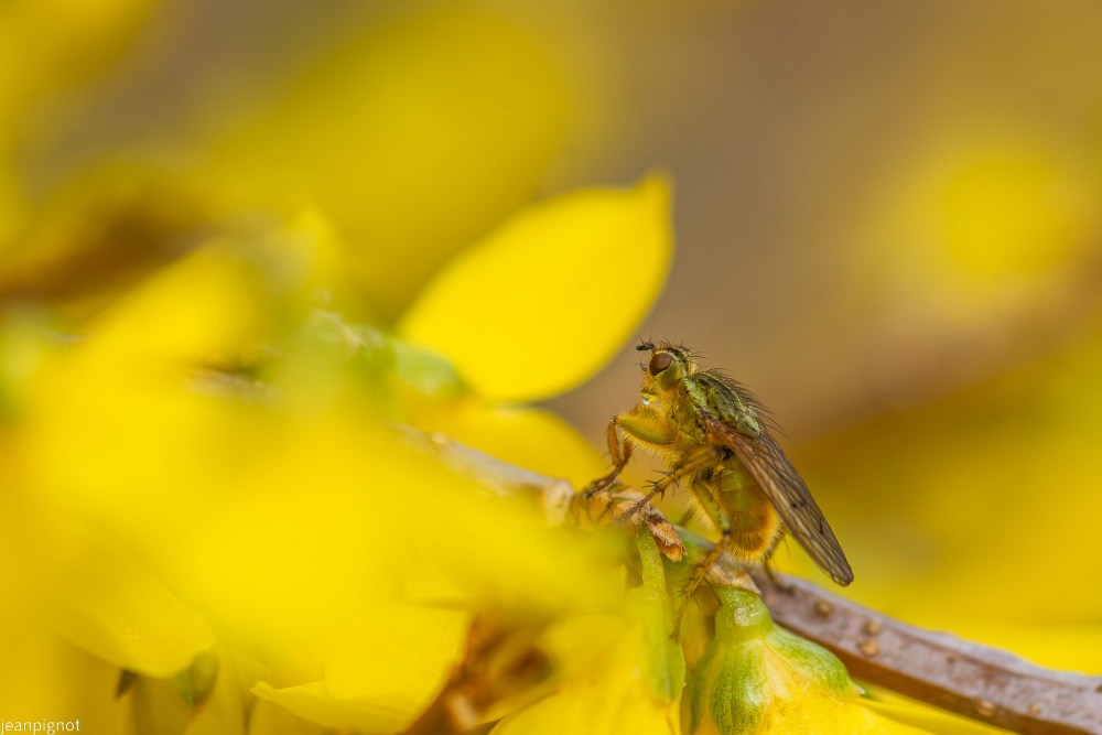 mouche scatophage.JPG