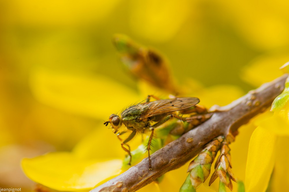 mouche scatophage avec son chewingome.JPG