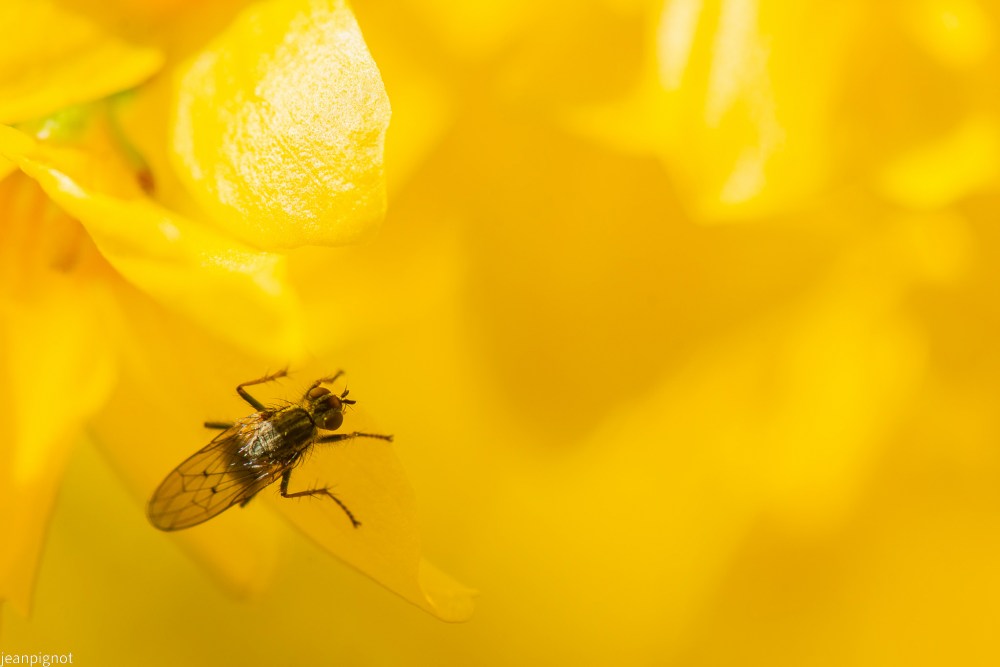 espece de mouche.JPG