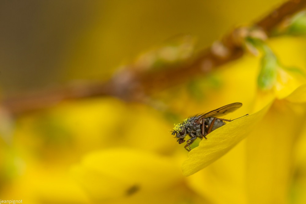 mouche a damier.JPG