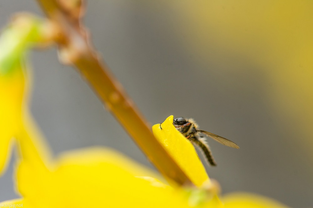 mouche st marc.JPG