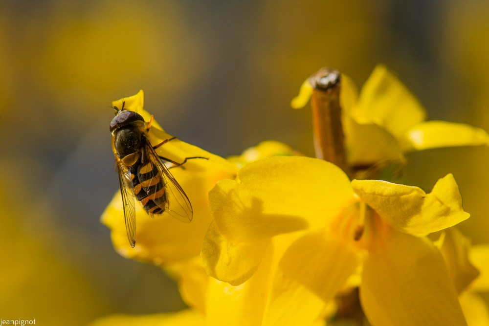 syrphus ribesil.JPG