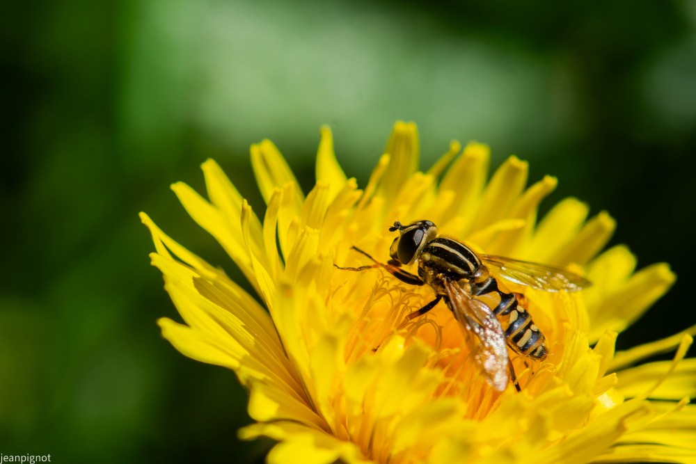 syrphus vitripennis.JPG