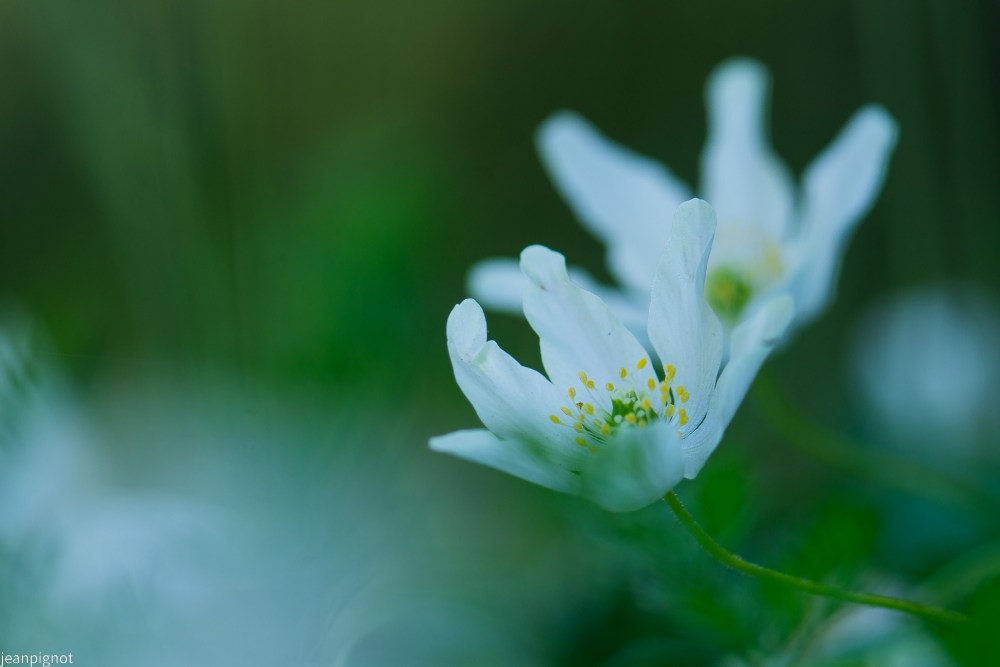 anemone sylvie.JPG