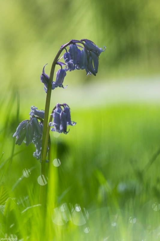 jacinthe des bois.JPG
