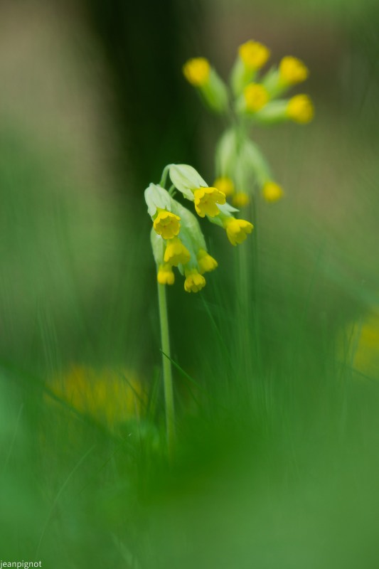 primevère officinale ou coucou.JPG