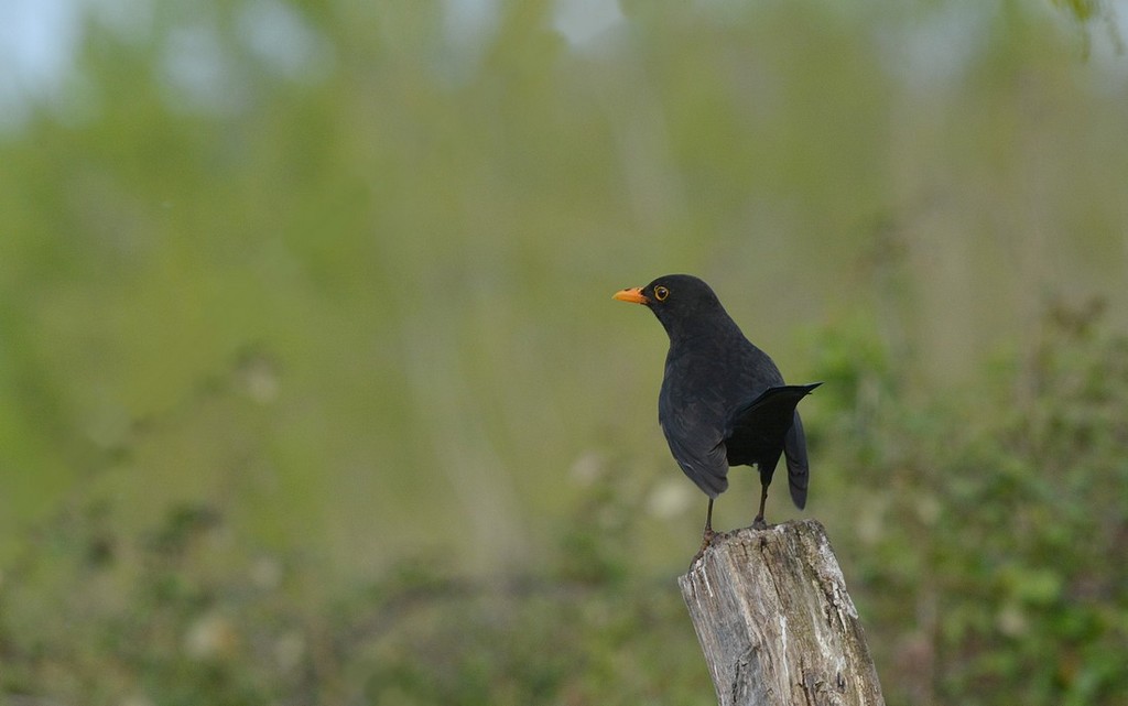 DSC_5483.JPG