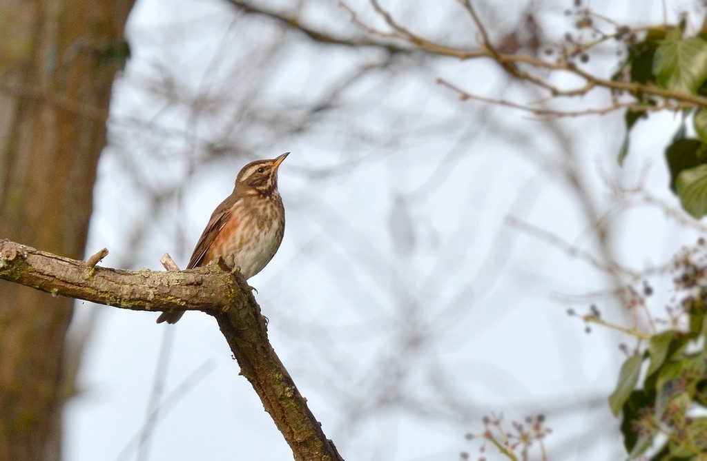 DSC_5006u.JPG
