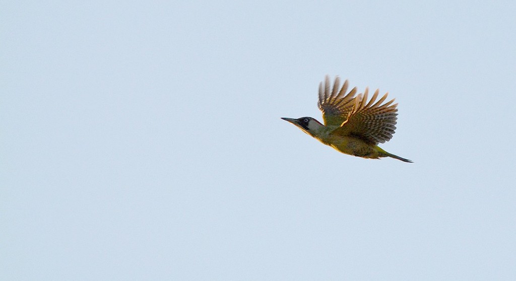 DSC_5245.JPG