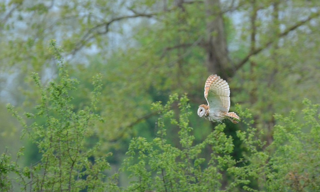 DSC_5785.JPG