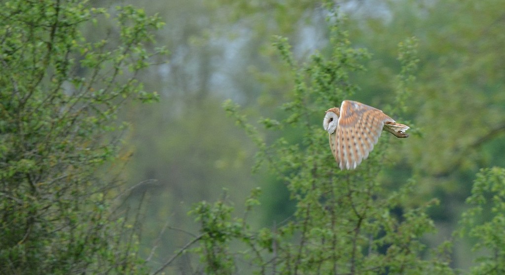 DSC_5786.JPG