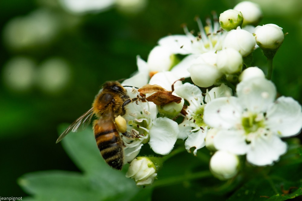 abeille a miel (2).JPG