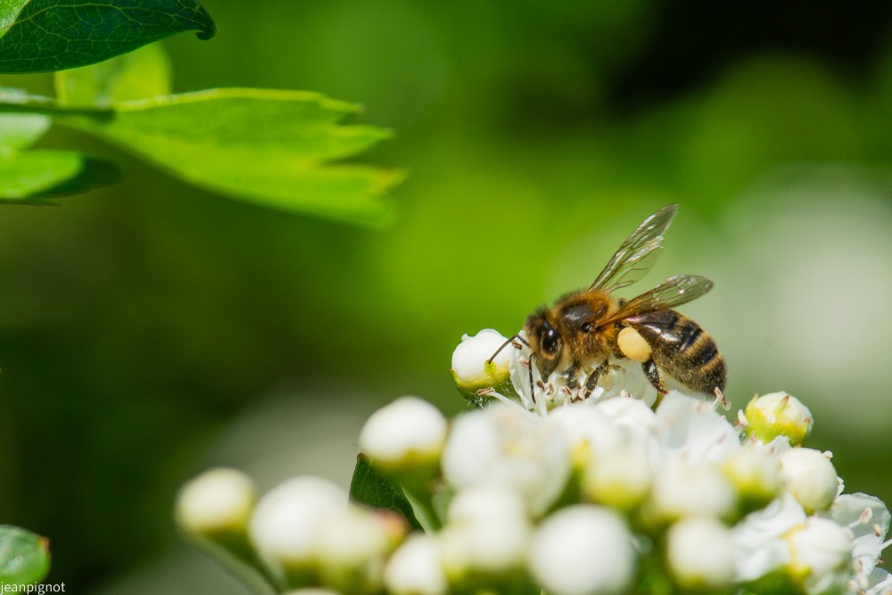 abeille a miel.JPG