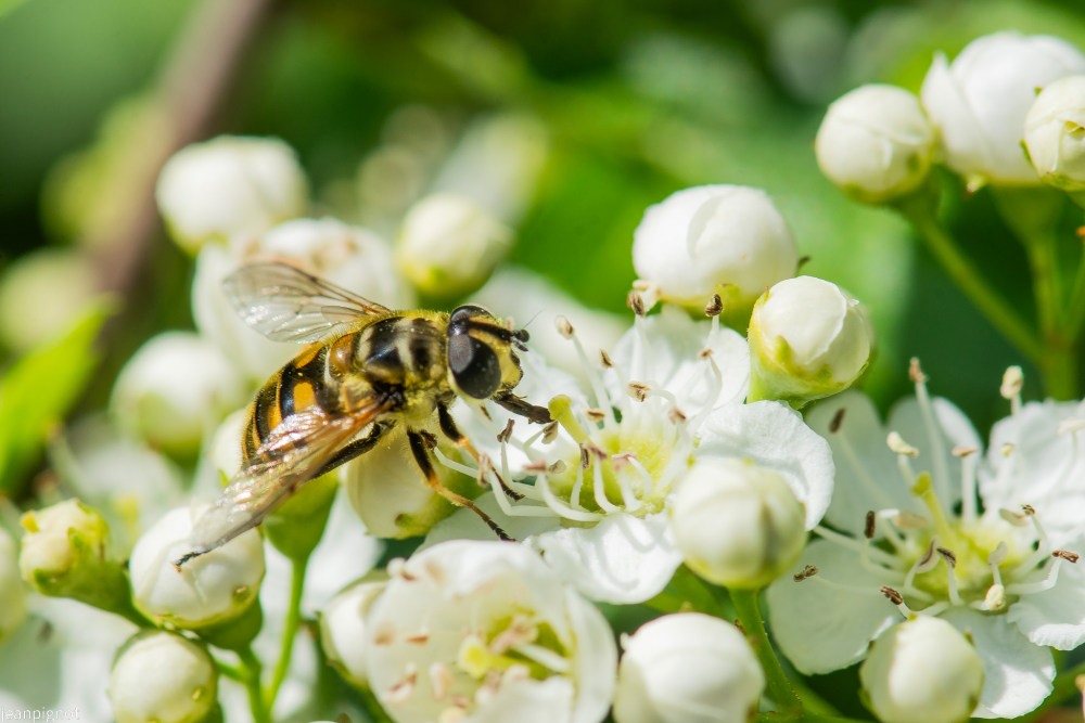 myathropa florea.JPG