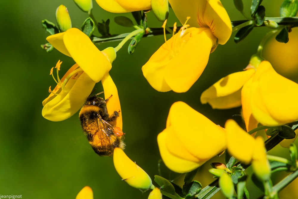 bourdon terrestre N12.JPG