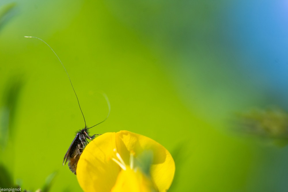 papillon adéle verdoyante N9.JPG