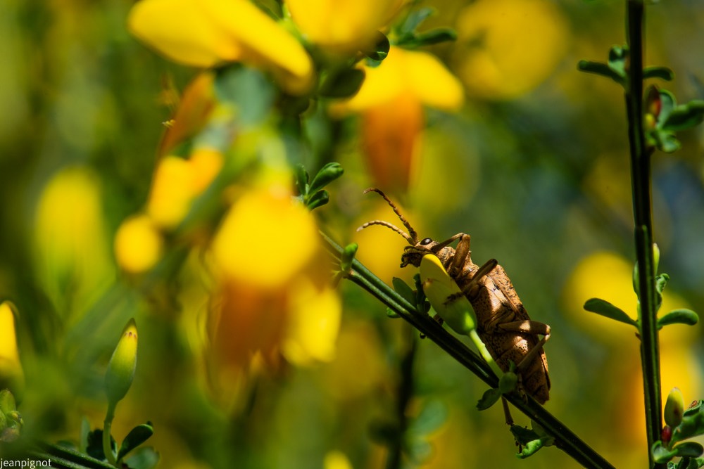 rhagium N7.JPG