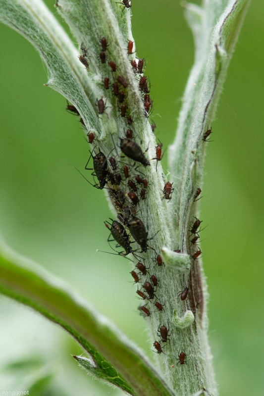 pucerons N6.JPG