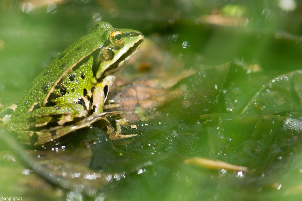 petite grenouille verte N4.JPG
