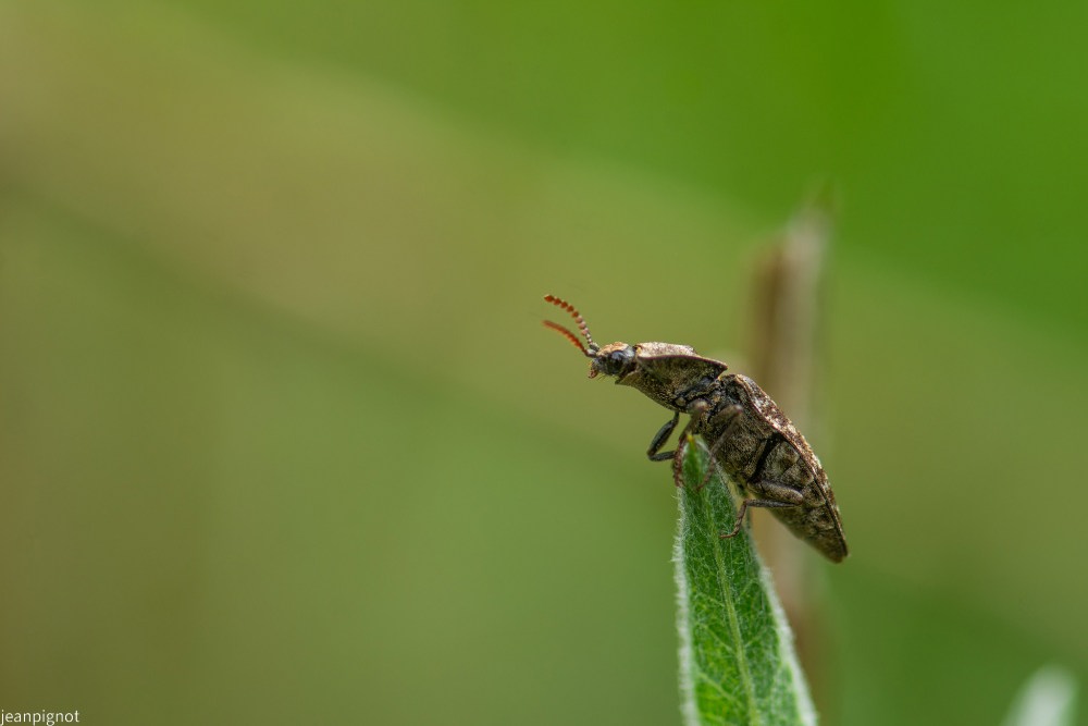 buprestre N3.JPG