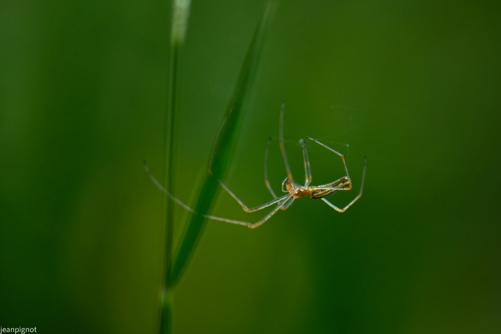 araignée tétragnathe N1.JPG