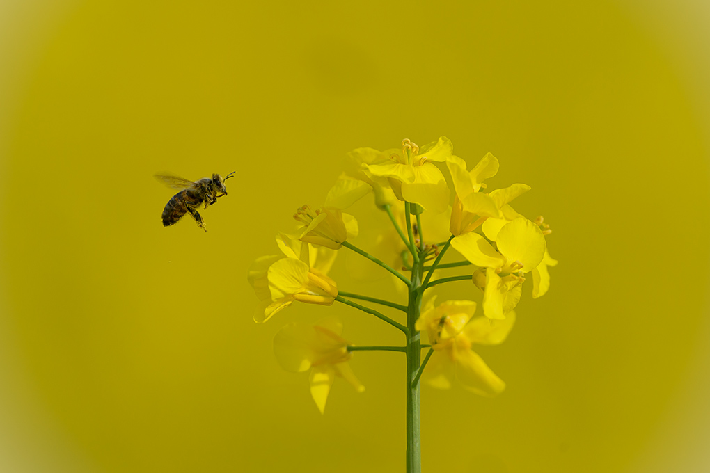 Abeille internet 1.jpg