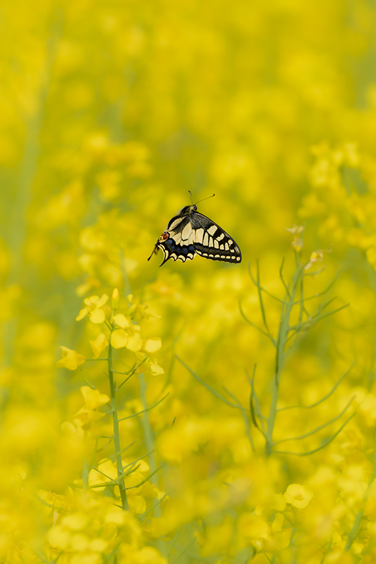 Machaon internet 1.jpg