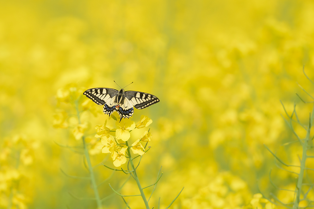 Machaon internet 3.jpg
