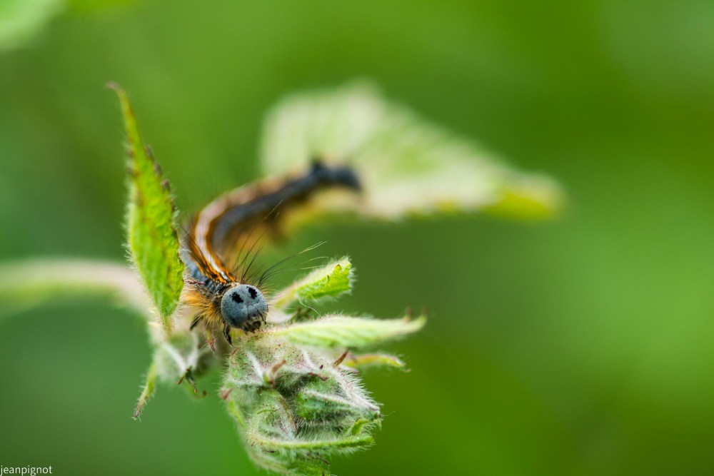 N12 chenille de bombyx.JPG