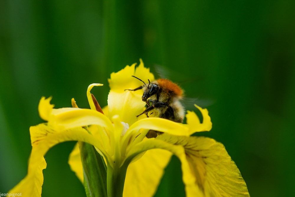 N9 bourdon dans les iris d eau.JPG