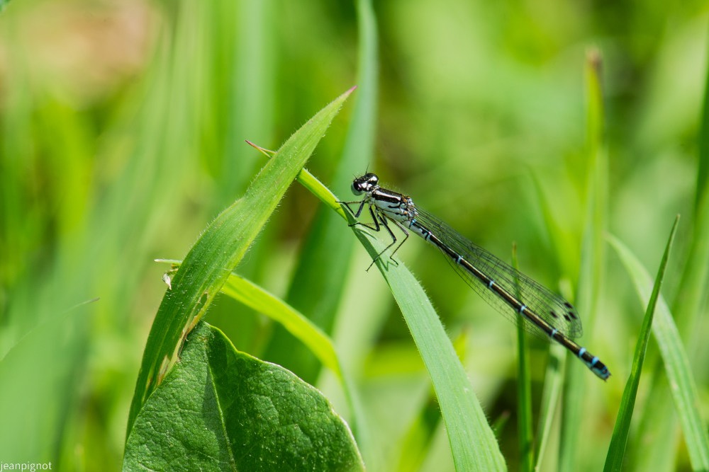 N1 agrion porte coupe.JPG