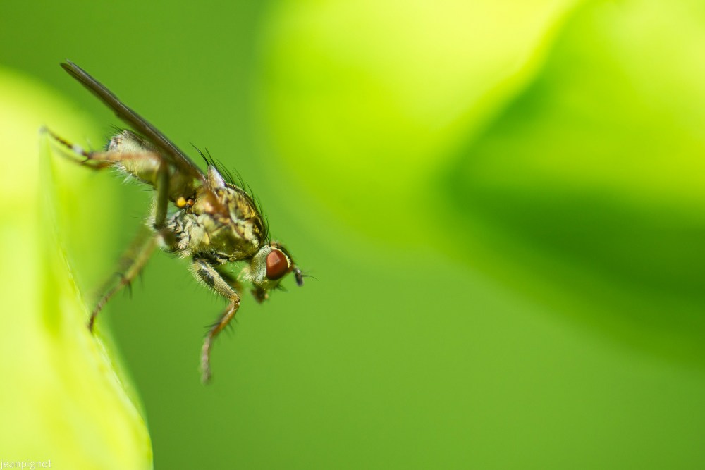 N6 mouche scatophage.JPG