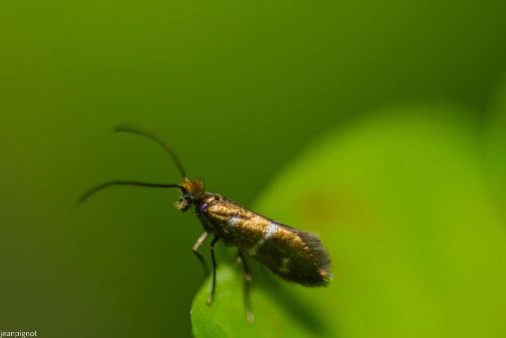 N5 papillon adèle.JPG