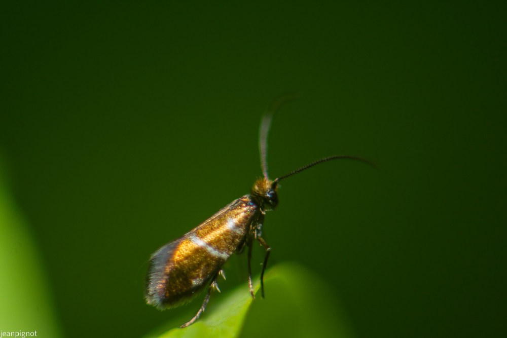 N4 papillon adèle (2).JPG