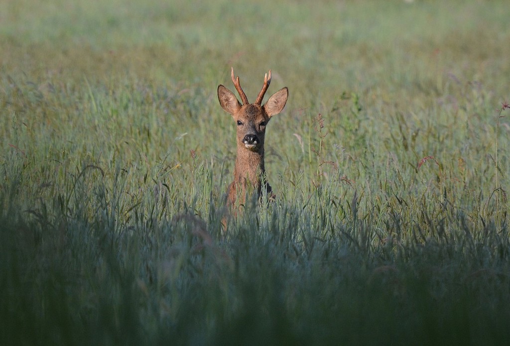 DSC_5979.JPG