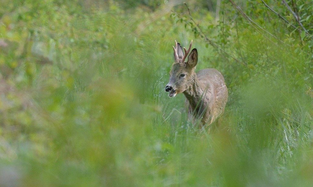 DSC_6027r.JPG