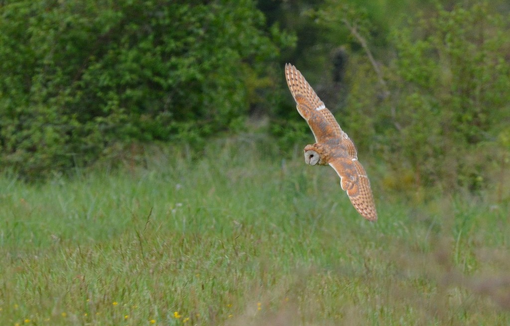 DSC_5850 - Copie - V2a.JPG