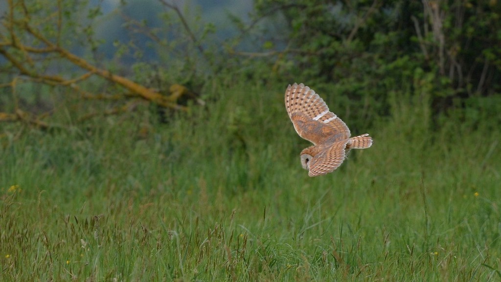 DSC_5924g.JPG