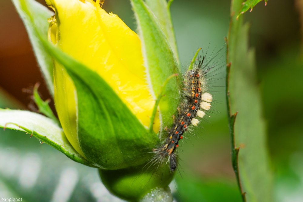 N5 chenille de bombyx antique.JPG